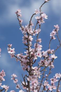 Beautiful almond trees on the countryside, located on the Algarve region, Portugal.