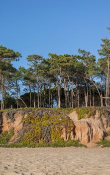 Beautiful sandy beaches and pine trees in Quarteira, Algarve, Portugal