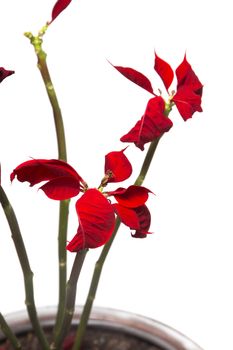 Beautiful poinsettia (Euphorbia pulcherrima) flower isolated on a white background.