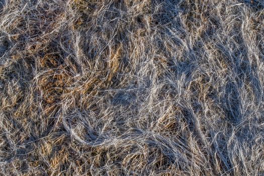 Close up view of dry low tide grass in the beach.