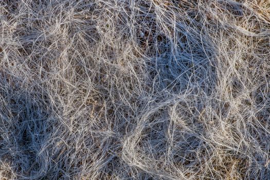 Close up view of dry low tide grass in the beach.