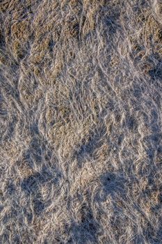 Close up view of dry low tide grass in the beach.