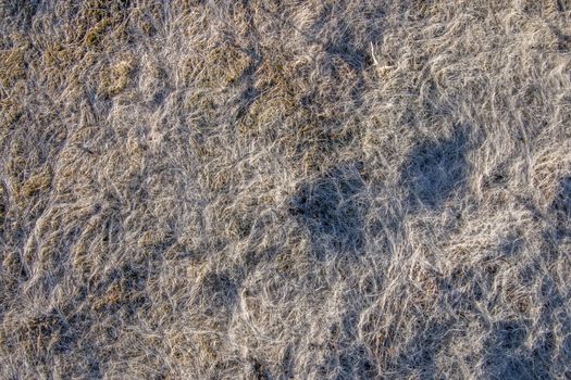 Close up view of dry low tide grass in the beach.