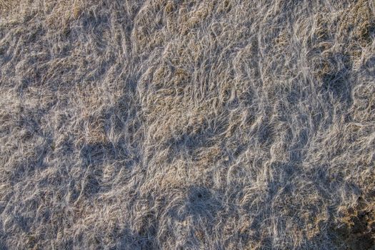 Close up view of dry low tide grass in the beach.