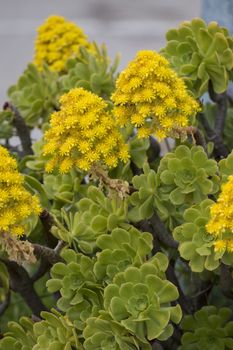 Close view of a beautiful aeonium (Aeonium simsii) succulent, commonly known as Tree Houseleek.
