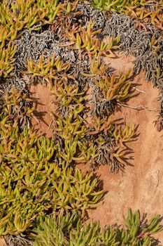 Close view of ice plant in the atlantic coast, Portugal.