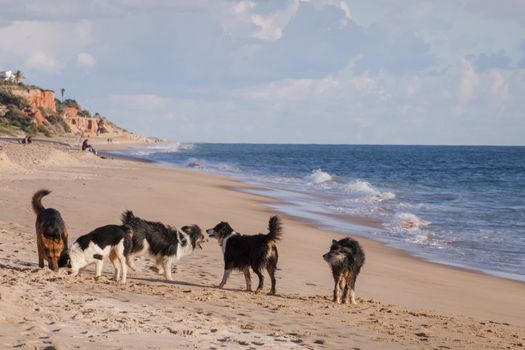 Group of playful dogs running around in the beach sand.