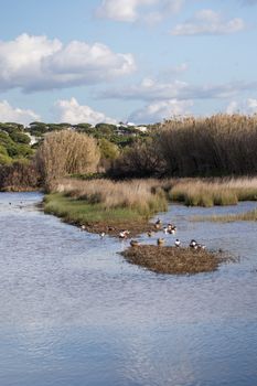 Marshland lake with many pine trees and tall grass growing in the margins.