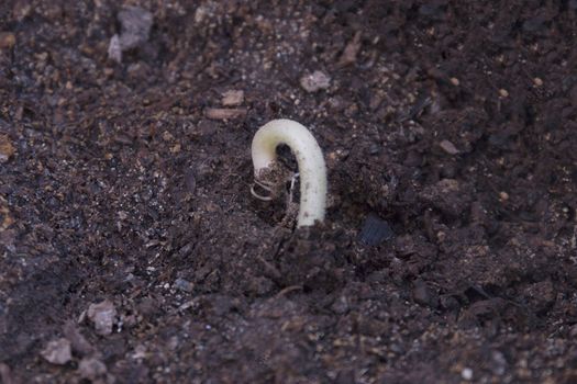 New seed of pumkin growing on the dirt closeup.