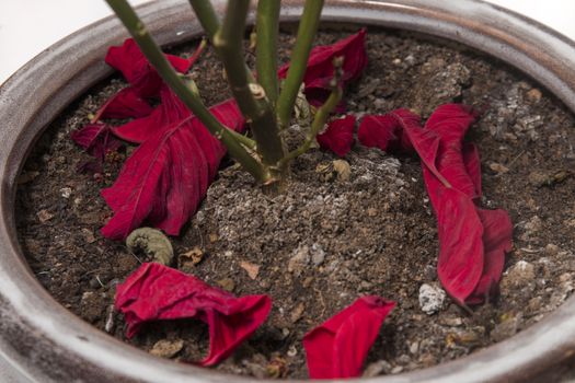 poinsettia (Euphorbia pulcherrima) flower dry leaves on the vase.