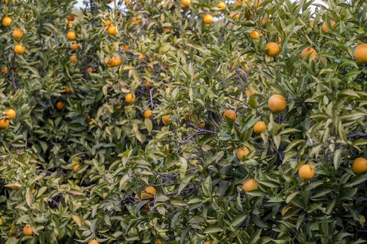 Orange tree orchards filled with fruit in the Algarve, Portugal.