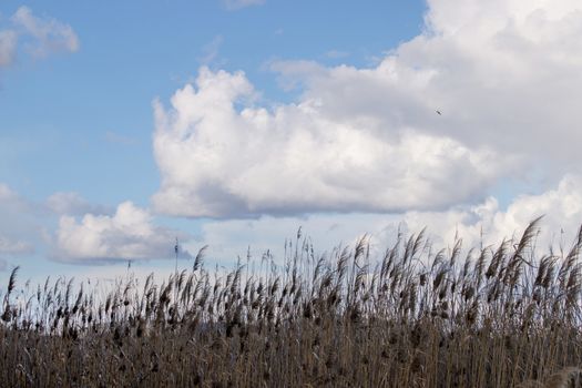 Tall grass growing the wetlands, marshlands in the Algarve region.