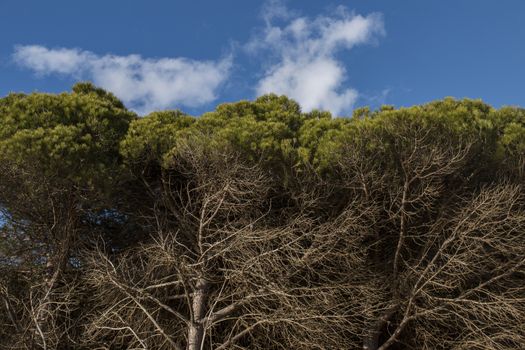 Typical coastal pine trees in the Algarve region, Portugal.