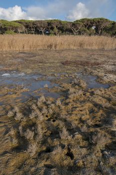 Typical low tide marshland landscape on the Algarve region, Portugal.