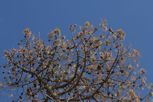 View of the maritime Pine ( Pinus pinaster ), a species common in southern and western Europe over a blue sky.