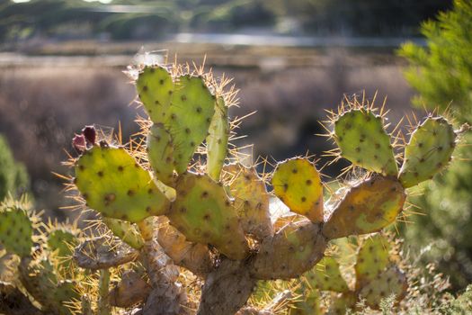 View of a wild coastal cactus in the Algarve region.