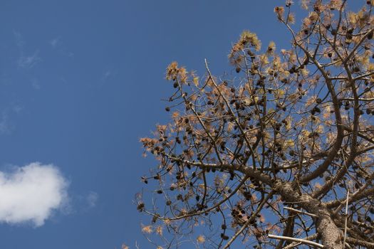 View of the maritime Pine ( Pinus pinaster ), a species common in southern and western Europe over a blue sky.
