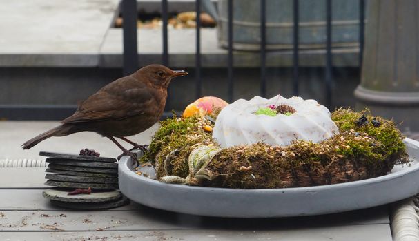 blackbird in winter looking for seeds and other food in the garden in holland