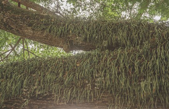 Parasitic on the tree banyan beautiful beauty