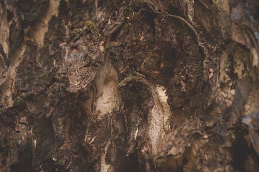 Claw Bark natural summer travel tree view wildlife, wood closeup