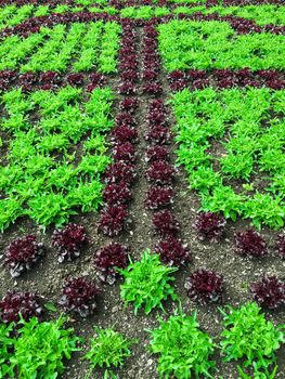 Summer garden with red and green lettuce. Healthy food.