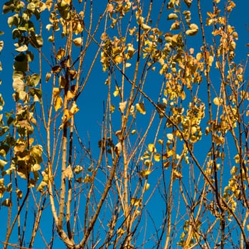 branches of trees full of dry leaves on a clear winter sky