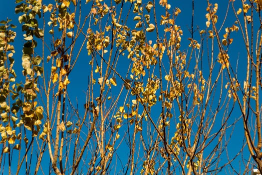 branches of trees full of dry leaves on a clear winter sky