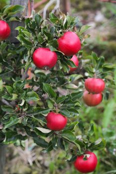 Apple tree gardens in Lofthus around the Hardanger fjord