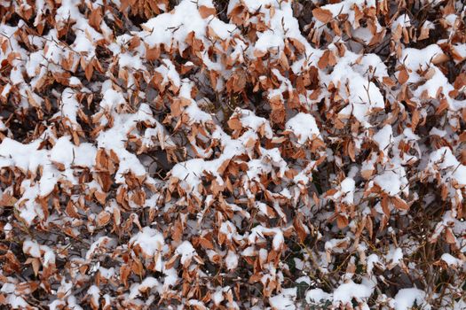 Beech hedge with brown crisp leaves, covered in fresh snow 