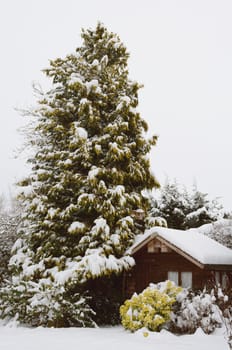 Tranquil snowy scene of a wooden hut covered in snow, nestled against a tall conifer tree