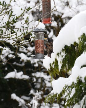 Starling feeding from peanut feeder hanging from a tree in winter. Tree boughs beyond are covered in fresh snow.