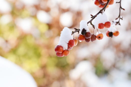 Clusters of red crab apples hanging from a branch, covered in a layer of snow. Dappled colourful background beyond.