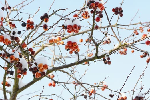 Bare branches of crab apple tree with clusters of red fruit covered in snow