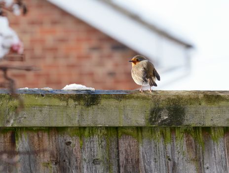 Robin with puffed up plumage perches on a wooden fence in cold winter weather