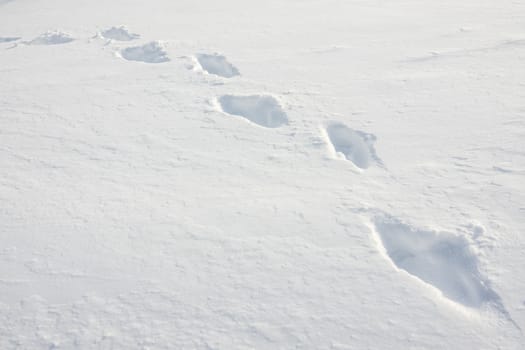 A Trail Of Footprints Through Fresh Deep Snow