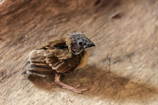 A sparrow squab standing alone on wood bark