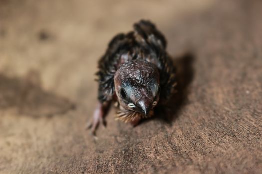 A sparrow squab standing alone on wood bark