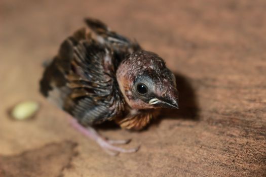 A sparrow squab standing alone on wood bark