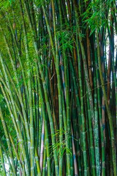 Bamboo tunnel at organic farm in Khao Kho , Phetchabun , Thailand