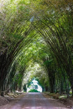 Bamboo tunnel at organic farm in Khao Kho , Phetchabun , Thailand