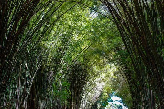 Bamboo tunnel at organic farm in Khao Kho , Phetchabun , Thailand