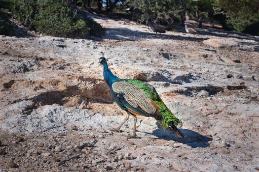 Colorful blue multicolored peacock walking under trees on sunny day