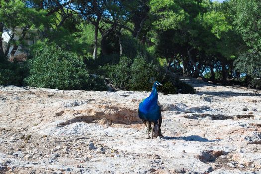 Colorful blue peacock walking under trees on sunny day