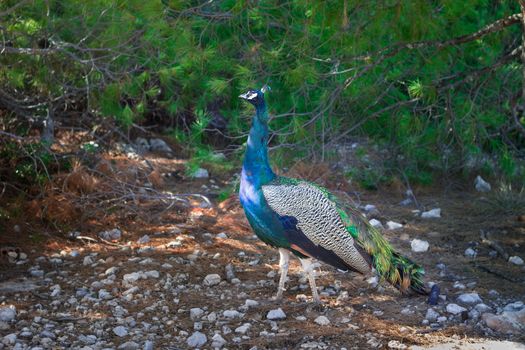 Colorful blue multicolored peacock walking under trees on sunny day