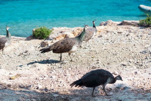 Flock of colorful peacocks walking on rocks of sea coast