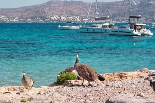 Flock of colorful peacocks walking on coastal rocks near yachts