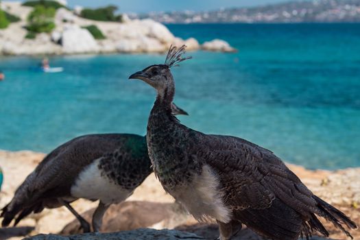 Two grey peacocks walking on coastal rocks near blue sea water
