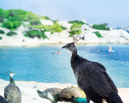 Flock of colourful peacocks walk on coastal rocks watching swimming people