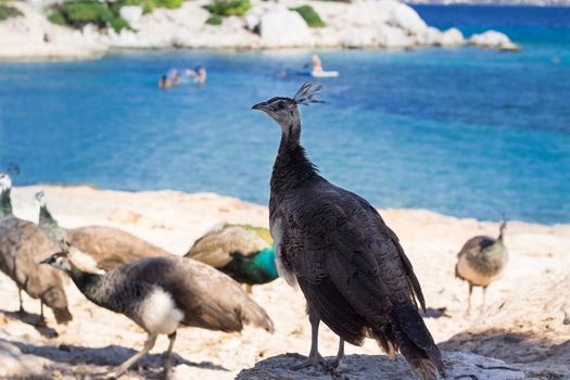 Flock of colourful peacocks walk on coastal rocks watching swimming people