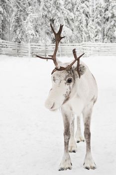 Reindeer in the winter landscape. Image taken in Finnish Lapland.